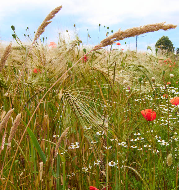 escena rural con grano y flores - flower red poppy sky fotografías e imágenes de stock