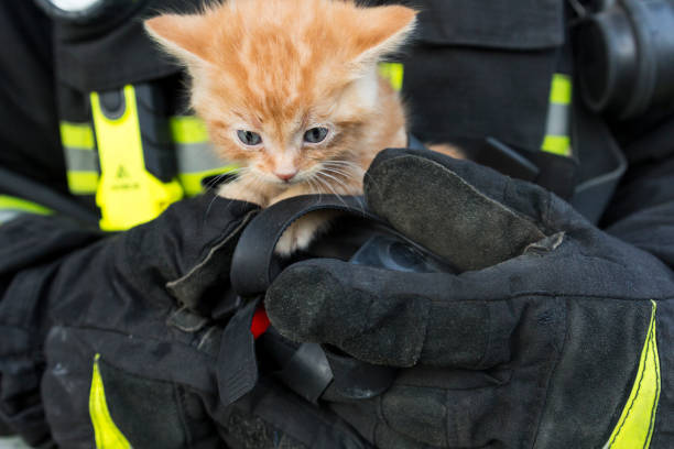 kitten in the hands of a lifeguard