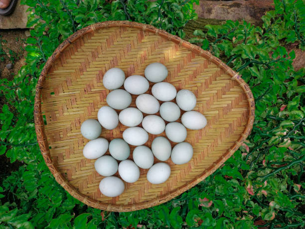 istock Salted duck eggs are put on top of the trash 1256131003