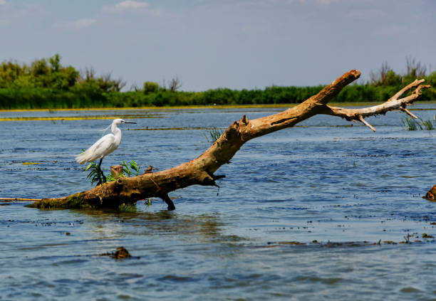 istock Little egret on the river Danube 1256131061