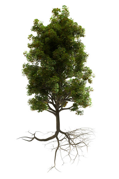 istock beautiful tree with green leaves and exposed roots  isolated 1256131193