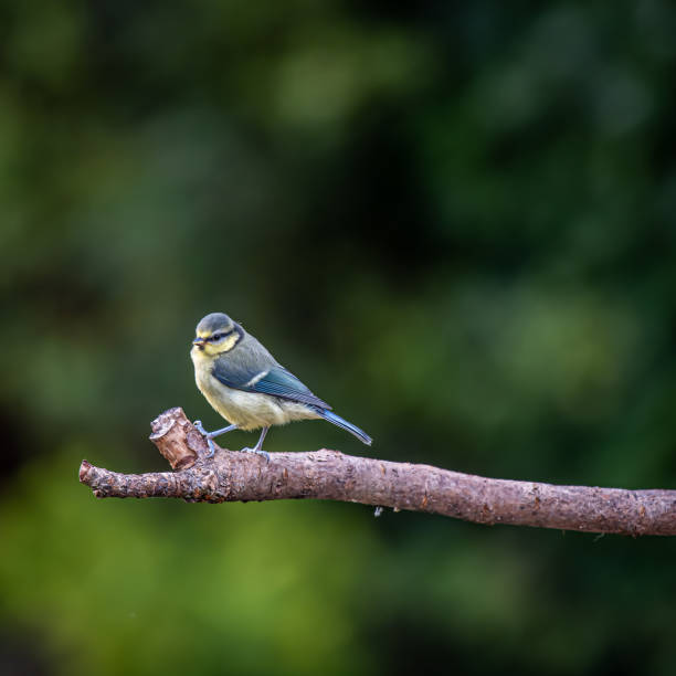 istock A Eurasian blue tit (Cyanistes caeruleus)sitting on branch 1256131620