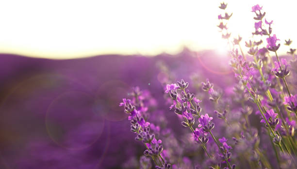 istock Blooming Lavender Field In Summer 1256132430