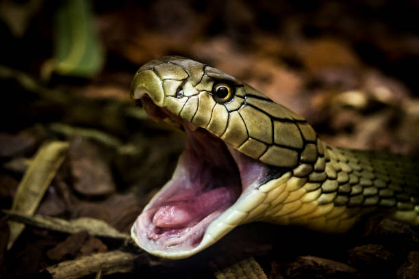 Portrait of snake with mouth open - King cobra Headshot of snake with mouth open - King cobra ophiophagus hannah stock pictures, royalty-free photos & images