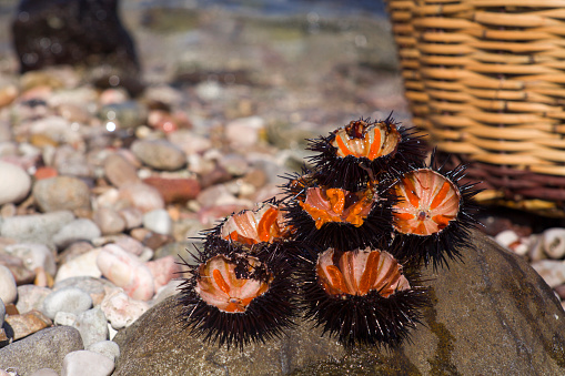 View of cracked female sea-urchins ready to eat.