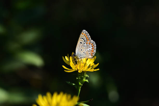 istock Lycaenidae family 1256133039