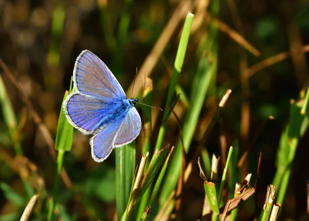 istock Lycaenidae family 1256133042