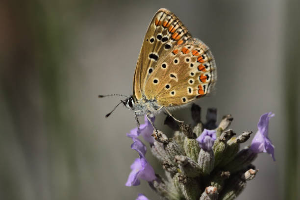 istock Lycaenidae family 1256133694