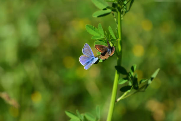 Diurnal butterfly Azure placed on a spike - Fauna of France.