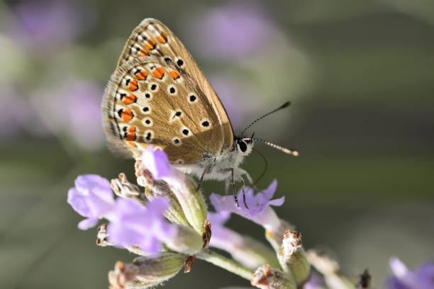 istock Lycaenidae family 1256133735