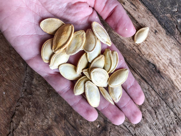 Pumpkin seeds on palm of a woman stock photo