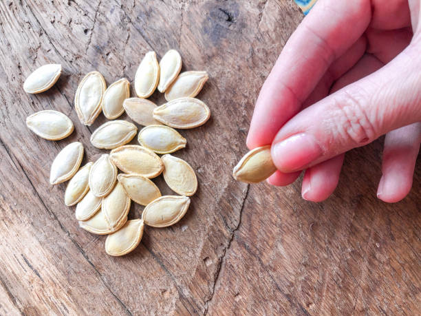 istock hand holding pumpkin seed on a wooden table 1256134186