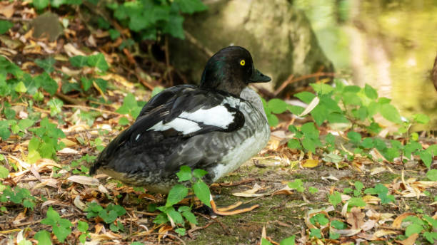 istock Close-up of a tufted duck in the forest 1256135277