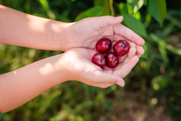 Hand holding red cherry against white background