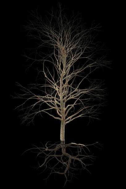beautiful leafless tree with roots big tree without leaves with exposed roots isolated on a black background exposed tree roots stock pictures, royalty-free photos & images