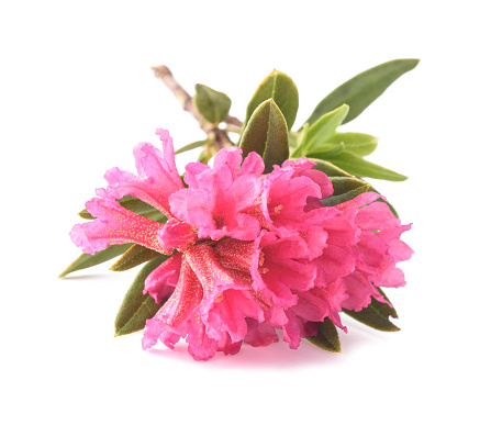Rhododendron ferrugineum,rusty leaved alpenrose isolated on white background