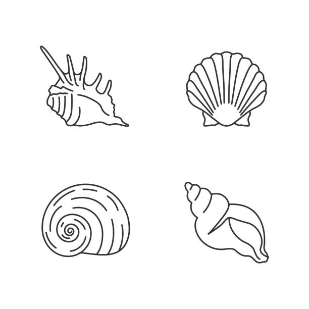 ilustrações, clipart, desenhos animados e ícones de conchas marinhas exóticas pixel perfeito ícones lineares definidos - queen conch