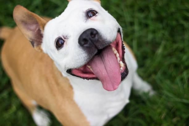 istock Friendly Dog having a big smile 1256139663