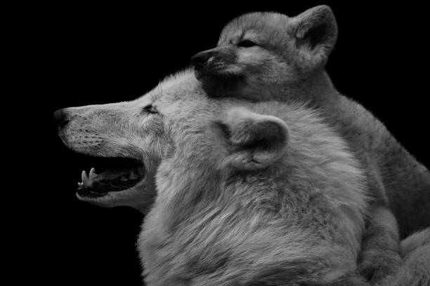 Arctic wolf (Canis lupus arctos) with adorable pup isolated on black background Black and white image of an arctic wolf with adorable pup. Canis lupus arctos isolated on black background. The young wolf cub feels secure on the back of its mother. Animal love. carnivorous photos stock pictures, royalty-free photos & images