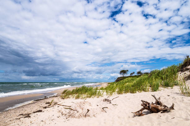 istock Tree trunk on shore of the Baltic Sea 1256140474