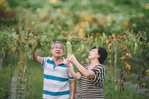 an asian chinese senior active couple looking and plucking their bitter gourd hanging at the tree harvest and ripe ready to eat