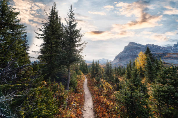 istock Autumn pine forest in rocky mountains at national park 1256140840