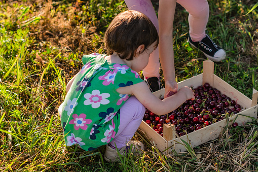 Child is sitting by a crate with cherries in an orchard
