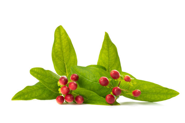 istock St. John's wort branch with berry 1256141701