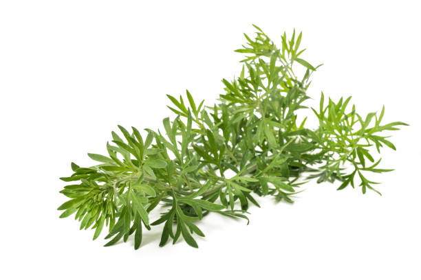 артемизия абсентий - tarragon twig plant herb стоковые фото и изображения