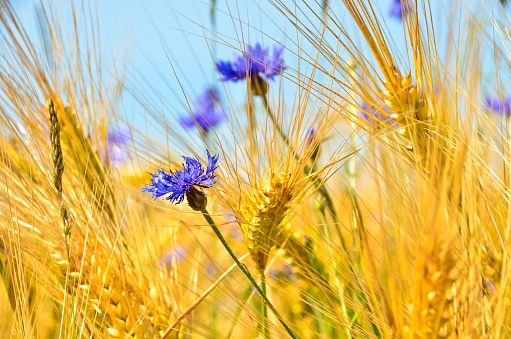 Beautiful blue cornflowers in front of an light brown grain field in summer