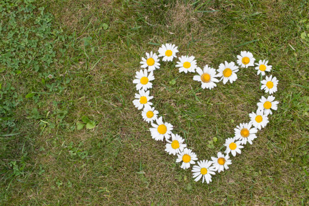 istock Heart of daisies 1256144544