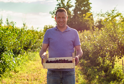 A proud farmer holds a crate with cherries in his hands