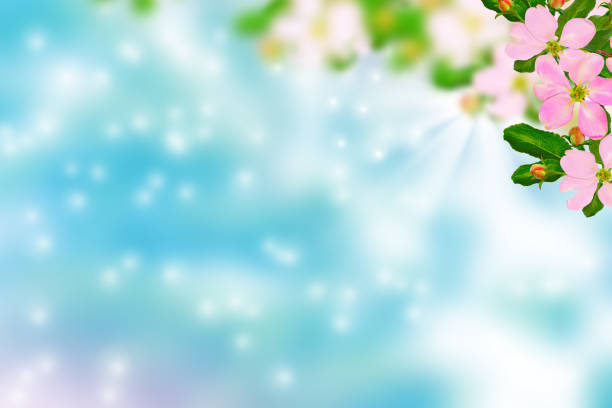 istock Flowering branch of apple 1256145812