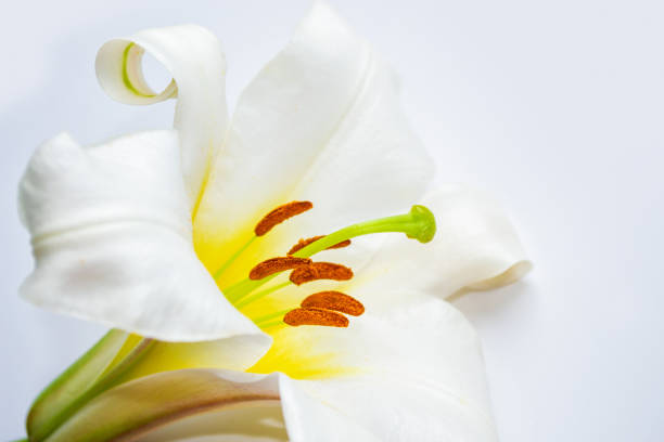 istock Bright lily flowers 1256145858