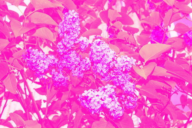Bright and colorful flowers lilac the background of spring landscape. outdoors