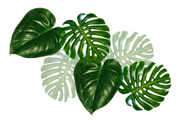 istock leaf of a tropical flower monstera 1256145964