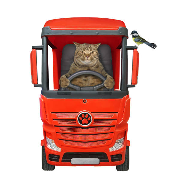 istock Cat driving red truck 1256147481