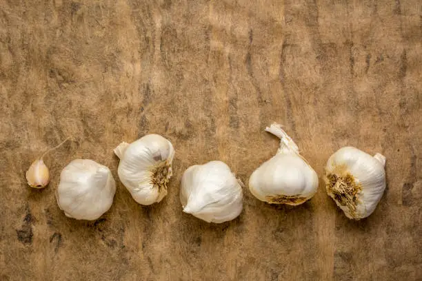 row of garlic bulb on a textured bark paper with a copy space