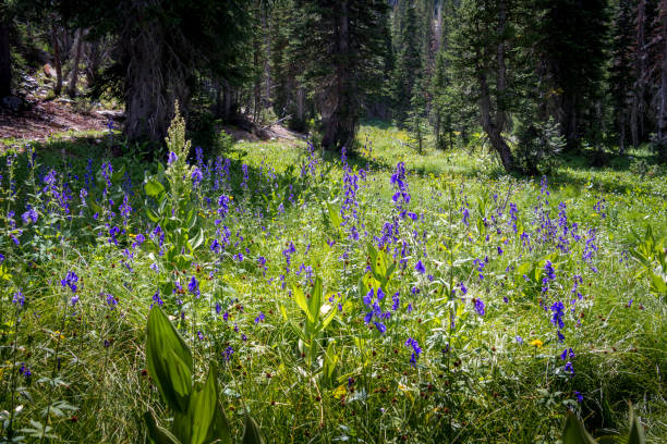 istock Purple Flowers in the Mountains 1256148465