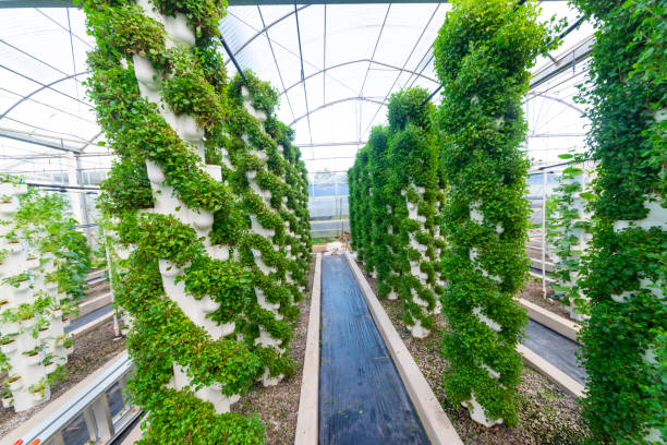 istock Agricultural plants grown in a modern greenhouse. 1256148577
