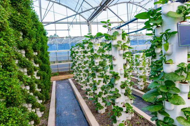 istock Agricultural plants grown in a modern greenhouse. 1256148617