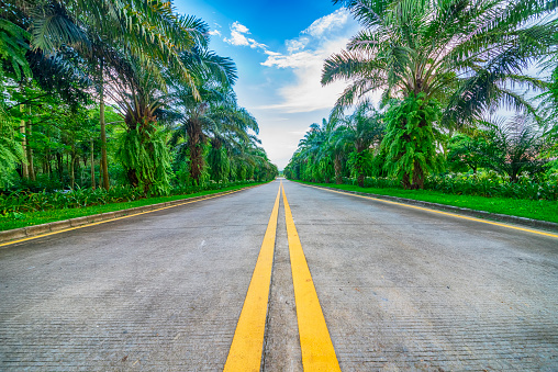 A palm tree highway.