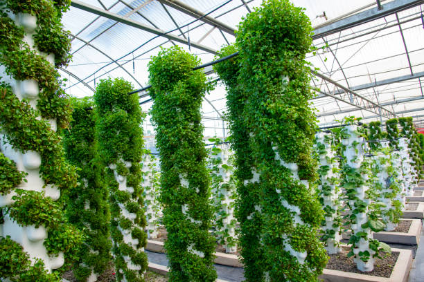 Agricultural plants grown in a modern greenhouse.