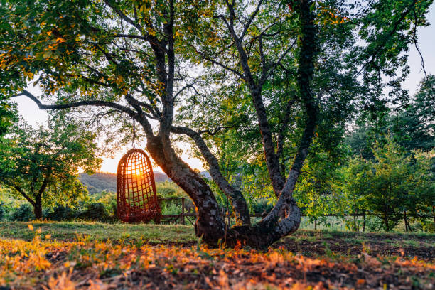 escena tranquila de un columpio en un árbol al atardecer - swing rocker fotografías e imágenes de stock