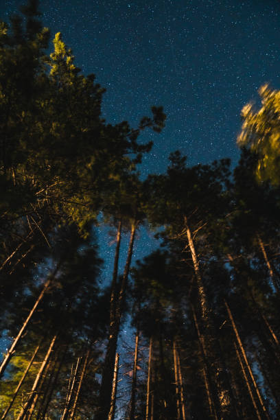istock Trees against a starry sky at night 1256150171