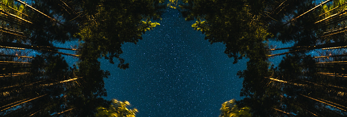Trees against a starry sky at night. Looking up to the sky through a forest.