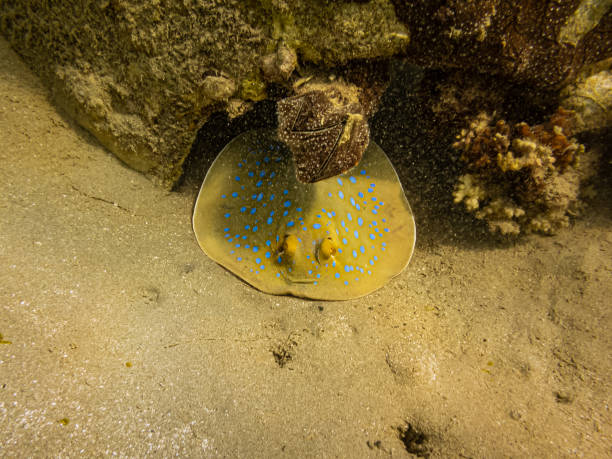 Bluespotted ribbontail ray, Taeniura lymma, at a beautiful Red Sea coral reef. The bluespotted ribbontail ray is a species of stingray in the family Dasyatidae. Red Sea reef near Hurghada, Egypt rayo de cola de cinta manchado azul, lymma de taeniura, en un hermoso arrecife de coral del mar rojo. el rayo de cola de cinta manchado de azul es una especie de raya de la familia dasyatidae. foto de un arrecife del mar rojo cerca de hurghada