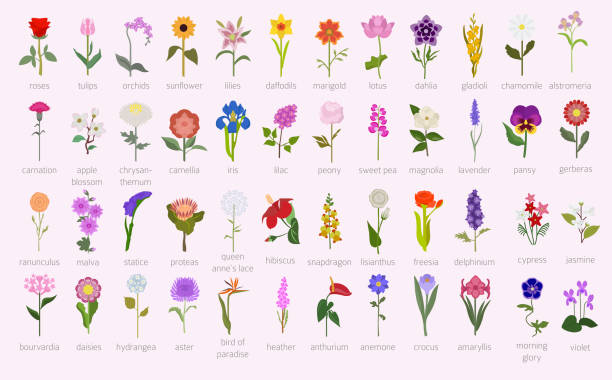 illustrazioni stock, clip art, cartoni animati e icone di tendenza di la tua guida al giardino. la top 50 dell'infografica dei fiori più popolari - lily