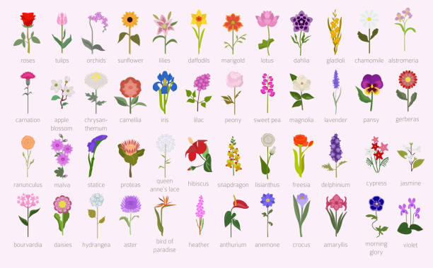 Your garden guide. Top 50 most popular flowers infographic Your garden guide. Top 50 most popular flowers infographic. Vector illustration iris plant stock illustrations