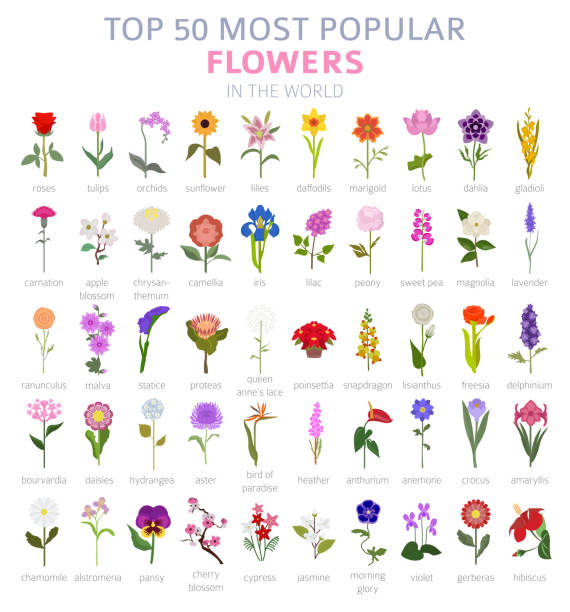 twój przewodnik po ogrodzie. top 50 najpopularniejszych kwiatów infografika - snapdragon stock illustrations